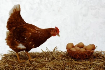 கோழி இறைச்சி மற்றும் முட்டை தொடர்பில் புதிய சட்டம்
