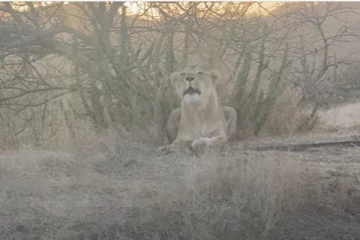 சிங்கத்தின் கர்ஜனைக்குப் பின்னால் மறைந்துள்ள ரகசியங்கள்....மில்லியன் பேர் ரசித்த காட்சி