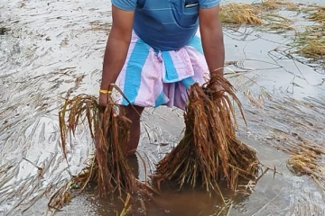 400 ஏக்கர் வயல் நிலங்கள் அழிவு; முல்லைத்தீவு விவசாயிகள் கவலை