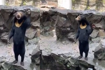 மனிதர்கள் கரடி போல் உடையணிந்து ஏமாற்றுவதாக எழுந்த சர்ச்சை: போட்டி போட்டுக்கொண்டு விளக்கமளித்துள்ள நிபுணர்கள்