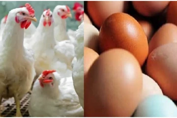 பண்டிகை காலத்தில் கோழி இறைச்சி, முட்டையை தட்டுப்பாடின்றி வழங்க நடவடிக்கை