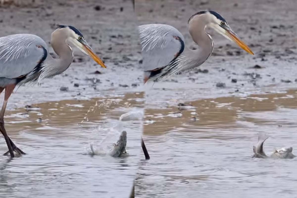 Viral Video: கண்முன் துடிதுடித்துக் கொண்டிருந்த மீன்... கடைசியில் நாரைக்கு உணவாகிய தருணம் | Blue Heron Catch One Fish And Swallow