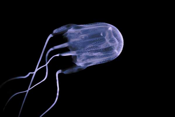 australian box jellyfish