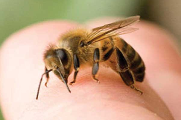 யாழில் குளவிக்கொட்டுக்கு இலக்கான முதியவர் உயிரிழப்பு! | Old Man Killed By Wasp Sting In Jaffna