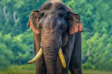 අග්බෝ සොයා මෙහෙයුම් යළි ඇරඹේ - හමුදා සෙබළුන් 50ක් සහ ඩ්‍රෝන යානාත් එක්වෙයි