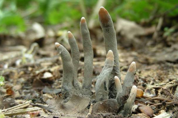 கல்லறையில் இருந்து தீடிரென எட்டிப்பார்த்த விரல்கள்: பீதியில் உறைந்து போன நபர் | Fingers Gleaned From A Grave In London கல்லறையில் இருந்து தீடிரென எட்டிப்பார்த்த விரல்கள்: பீதியில் உறைந்து போன நபர் | Fingers Gleaned From A Grave In London