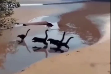 மின்னல் வேகத்தில் ஓட்டமாய் ஓடும் டயனோஸர் குட்டிகள்...ஜுராஸிக் பார்க் நிஜமாகி விட்டதா?