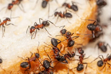 எறும்புக்காக இப்படியா! இளம் குடும்ப பெண் செய்த செயலால் கதறும் குடும்பத்தினர்