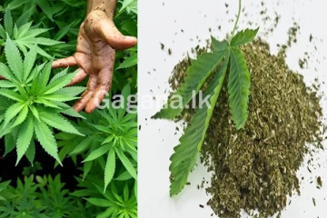 මෙරට කංසා පාදක නිෂ්පාදන සිදු කිරීමට අවසර? - ජනපතිගෙන් ඉල්ලීමක්.