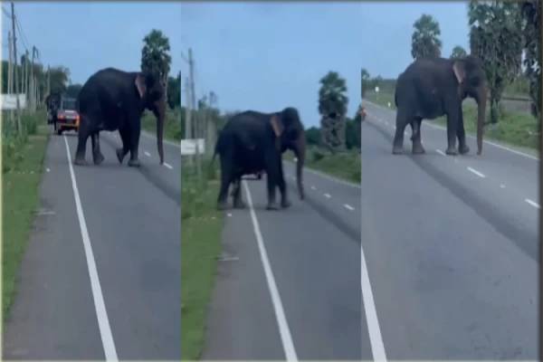 மன்னார் - மதவாச்சியில் வீதிக்கு இறங்கிய காட்டு யானை: மக்களுக்கு விடுக்கப்பட்டுள்ள எச்சரிக்கை | A Wild Elephant Came Down To The Road In Mannar மன்னார் - மதவாச்சியில் வீதிக்கு இறங்கிய காட்டு யானை: மக்களுக்கு விடுக்கப்பட்டுள்ள எச்சரிக்கை | A Wild Elephant Came Down To The Road In Mannar