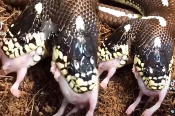 இரண்டு தலை பாம்பின் அகோர வேட்டை! பதற வைக்கும் காட்சி