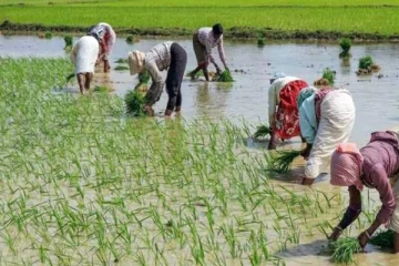 காலியில் விவசாயிகளை அச்சுறுத்தும் உயிரினம்!