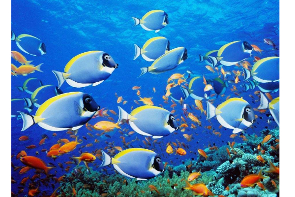 நீங்க தொட்டதெல்லாம் பொன்னாக வேண்டுமா? பறவைகளின் இந்த செயலை மட்டும் செய்தாலே போதும் | Many Real Facts In Life Animals True