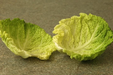 தாய்ப்பால் கொடுக்கும் பெண்களின் மார்பகங்களில் முட்டைக்கோஸ் இலைகளை வைத்தால் நடக்கும் அதிசயம்!