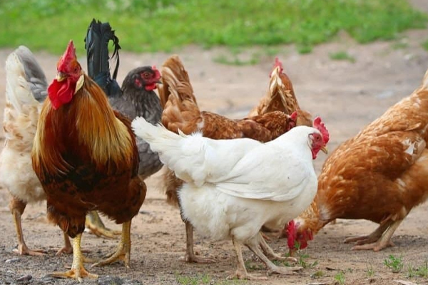 140 கோழிப்பண்ணைகள் பூட்டு | Lock 140 Poultry Farms