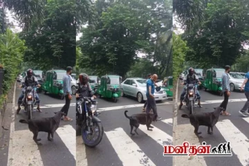 பரபரப்பான சூழலிலும் ஊனமுற்ற நாய்க்கு உதவிய நபர் - வைரலாகும் காணொளி