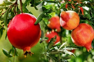 றீச்ஷா பண்ணையில் காய்த்து குலுங்கும் மாதுளம் பழம்- அமோக விளைச்சல்