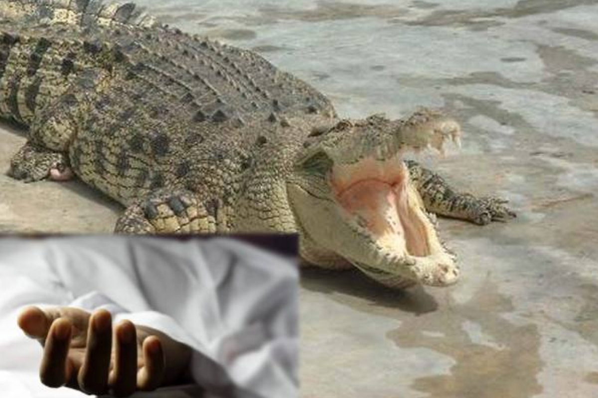 தாமரை மலர் பறிக்கச்சென்ற குடும்பஸ்தர் முதலை தாக்கி பலி | Pick Lotus Flowers Was Attacked By A Crocodile தாமரை மலர் பறிக்கச்சென்ற குடும்பஸ்தர் முதலை தாக்கி பலி | Pick Lotus Flowers Was Attacked By A Crocodile