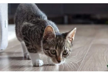 வளர்ப்பு பூனையால் துடிதுடித்து பலியான பெண் - வீட்டில் நடந்த அதிர்ச்சி சம்பவம்!