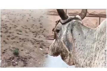 அதிவேகமாக பரவி வரும் லம்பி வைரஸ் - கொத்துக் கொத்தாக மடியும் மாடுகள் - வைரலாகும் அதிர்ச்சி வீடியோ