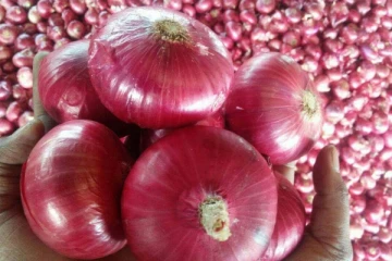 மீண்டும் மாற்றம் பெற்ற பெரிய வெங்காயத்தின் விலை