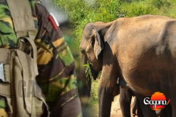 අලි ඇතුන් ඝාතනය කරන්නේ ස්නයිපර් කල්ලියකින් ඇඟ කිලි පොලායන හෙළිදරව්වක්