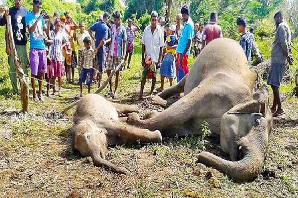 வெள்ளத்தில் மூழ்கி ஏழு யானைகள் உயிரிழந்த துயரம் | Tragedy Of Seven Elephants Drowning In Floods