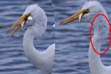 Viral Video: நாரையின் தொண்டைக்குள் துடிதுடிக்கும் 2 மீன்கள்... வைரல் காணொளி இதோ