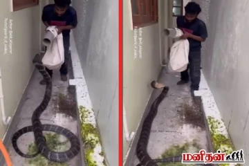 படமெடுத்து நின்ற ராட்சத கருப்பு ராஜ நாகத்தை அசால்ட்டாக பிடித்த நபர்! வைரலாகும் காணொளி!