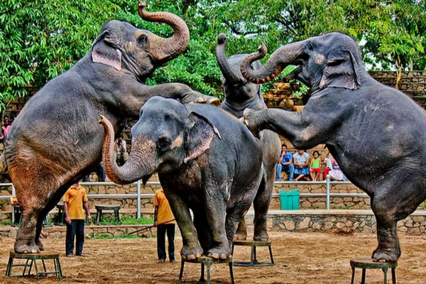 இலங்கை மக்களுக்கு இரண்டு நாள் கிடைக்கவுள்ள அரிய வாய்ப்பு! | Free Entrance For Park Zoo In Sri Lanka
