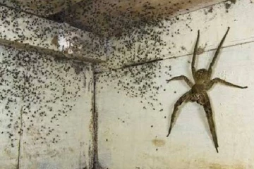 கனடா புகைப்படக் கலைஞர் எடுத்த ராட்சத கொடிய விஷமுள்ள சிலந்தி