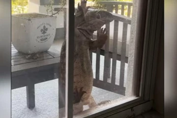 அமெரிக்காவில் வீட்டிற்குள் நுழைய முயற்சிக்கும் மிகப்பெரிய பல்லி!