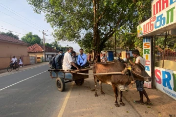 மாட்டு வண்டியில் பாடசாலைக்கு சென்ற ஆசிரியர்கள்: யாழில் சம்பவம் (Photos)