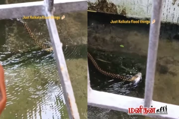 வாயில் மீனை கௌவி நீந்திச்சென்ற பாம்பு - காமெடியாக வைரலாகும் காணொளி