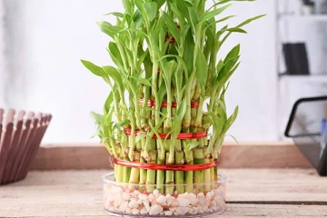 உங்க வீட்டில் மூங்கில் செடி எந்த திசையில் இருக்கின்றது? பணத்தட்டுப்பாடு அதிகரிக்கும் ஜாக்கிரதை