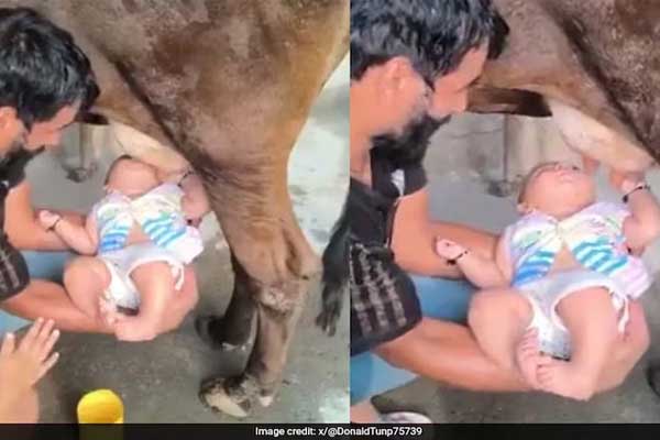நேரடியாக பசுவின் மடியில் இருந்து பால் குடிக்கும் குழந்தை! ஷாக்கிங் வீடியோ | Man Feeding Raw Milk To Baby Straight From Cows