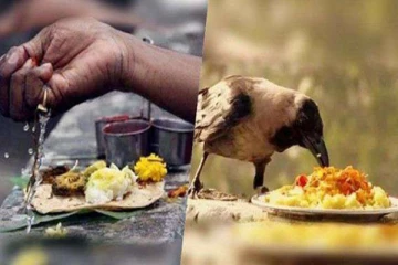 ஆடி அமாவாசையில் காகத்திற்கு எந்த முறையில் உணவளிக்க வேண்டும்?