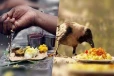 ஆடி அமாவாசையில் காகத்திற்கு எந்த முறையில் உணவளிக்க வேண்டும்?