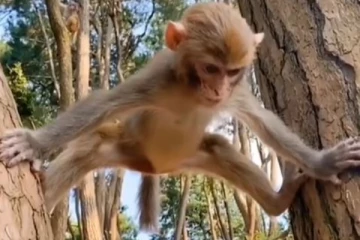 இது தான் குரங்கு சேட்டையா?  கோவத்தை பாருங்க.... பார்த்தால் சிரிப்பை அடக்க மாட்டீர்கள்