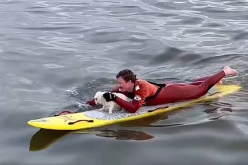 நாயை காப்பாற்ற கடலில் குதித்து ஹீரோவான காவலர்! வைரலாகும் வீடியோ