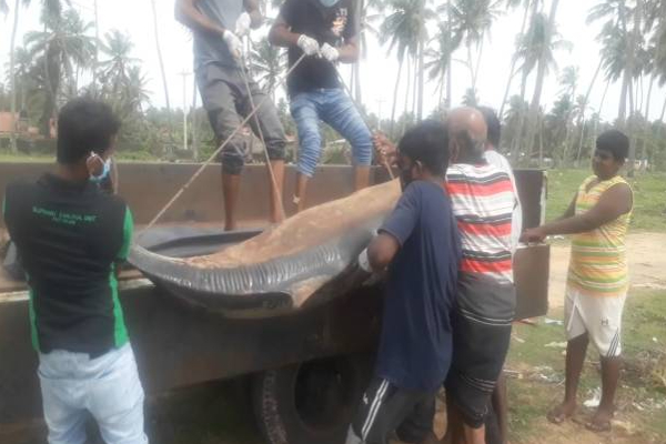 மாரவில கடற்கரையில் உயிரிழந்த நிலையில் கரையொதுங்கிய டொல்பின்! | Dolphin Washed Up On Marawila Beach