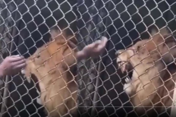 சிங்கத்தினை சீண்டிய நபர் அலறித்துடித்த சோகம்... அதிர்ச்சி காணொளி