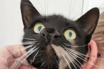 பிரித்தானியாவில் இரண்டு மூக்குகளுடன் அரிய வகை பூனை கண்டுபிடிப்பு!