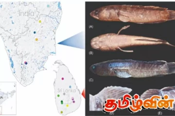 இந்தியாவிலும்-இலங்கையிலும் ஒரே இன பாம்பு தலை மீன்கள்