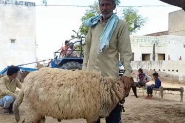 ரூ.1 கோடிக்கு ஏலம் போன செம்மறி ஆடு, விற்க மறுத்த உரிமையாளர் - ஓஹோ இதுதான் காரணமா?