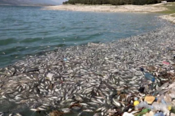 கடலில் கொத்துக்கொத்தாக இறந்து கரையொதுங்கிய மீன்கள்...என்ன காரணம்?