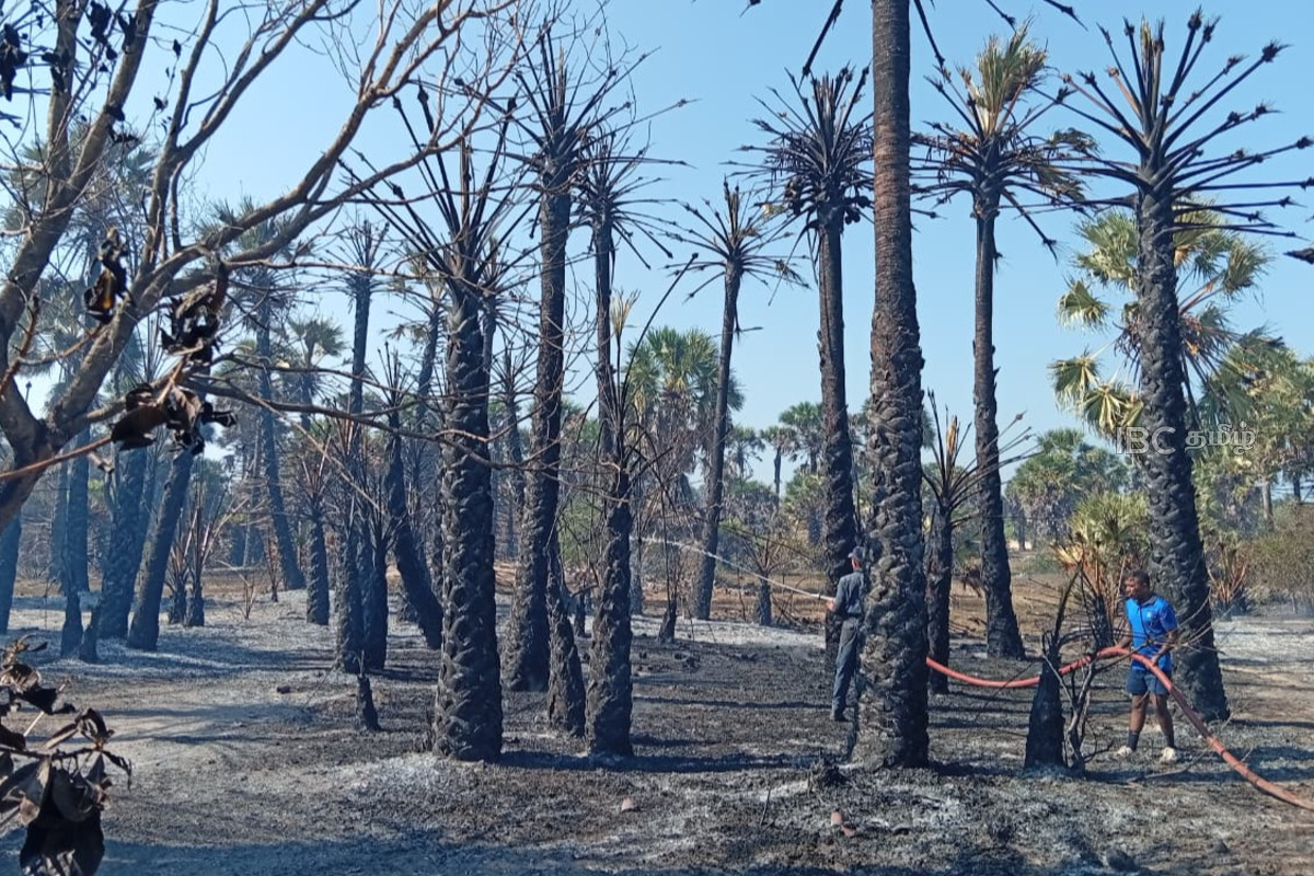 பாரிய தீ விபத்து - 500 க்கும் மேற்பட்ட பனை மரங்கள் எரிந்து நாசம் | More Than 500 Palmera Trees Got Fired In Mannar பாரிய தீ விபத்து - 500 க்கும் மேற்பட்ட பனை மரங்கள் எரிந்து நாசம் | More Than 500 Palmera Trees Got Fired In Mannar