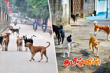 நகரப்பகுதிகளில் நாயினால் ஏற்படும் போக்குவரத்து அச்சம்: பயணிகள் கோரிக்கை