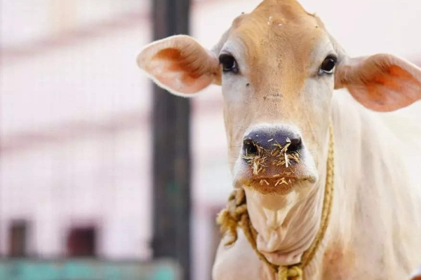 வெட்டப்பட்ட பசுவொன்றின் பாகங்களை வீதியில் வீசிவிட்டு தப்பிச்சென்ற குழு | Group Of People Fled After Throwing Parts Of Cow