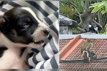 குரங்கிடம் 3 நாட்கள் பிணைக்கைதியாக இருந்த நாய்க்குட்டி!